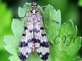 Panorpa communis