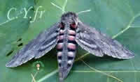 Agrius convolvuli, Herse convolvuli, Sphinx du liseron Agrius convolvuli, Herse convolvuli, Sphinx du liseron