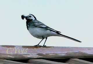 Ce parent n'est pas bien loin, le bec chargé. Motacilla alba, Bergeronnette à dos gris.