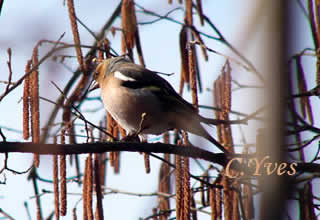 Fringilla coelebs, Pinson des Arbres. Fringilla coelebs, Pinson des Arbres.