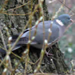 Pigeon ramier, palombe, Columba palumbus. Columba palumbus , Pigeon ramier.