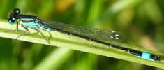 Photo 1 : agrion élégant . Photo 1 : agrion élégant .