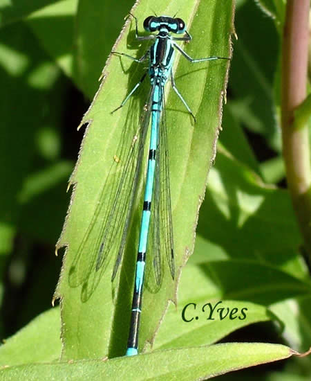 Coenagrion puella, Agrion jouvencelle, Azure damselfly.