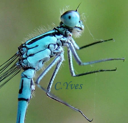 Détail du thorax du mâle, une demi- ligne supplémentaire aide à l'identification.