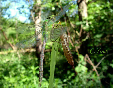 Anax imperator, Anax empereur, Libellule bleue