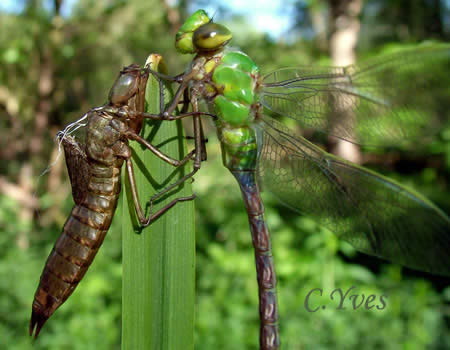 Anax imperator