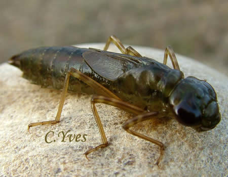 Anax imperator
