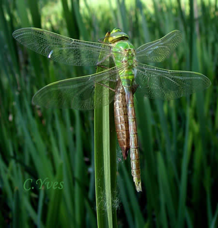 Anax imperator, Anax empereur, Libellule bleue