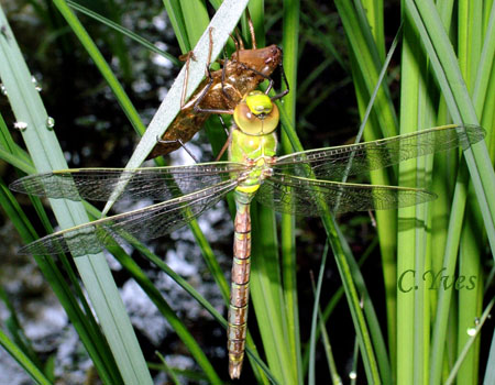 Anax imperator