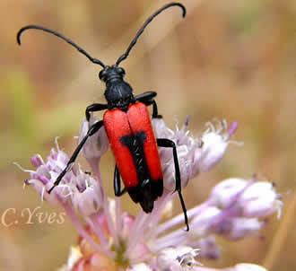 Stictoleptura cordigera, Leptura cordigera.