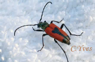 Stictoleptura cordigera, Anoplodera cordigera.