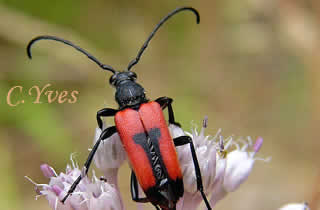 Stictoleptura cordigera, Anoplodera cordigera.