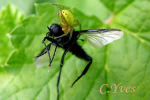 Araniella cucurbitina.