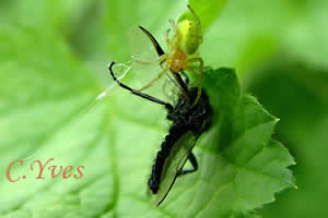 Araignée courge.