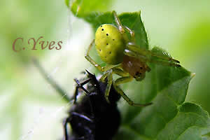 Araniella cucurbitina