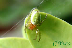 Araneus cucurbitinus