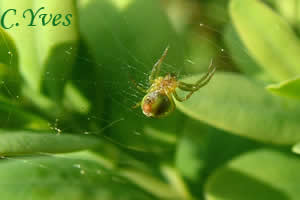 Araniella cucurbitina, araignée courge.
