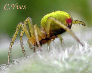 Araniella cucurbitina, Araneus cucurbitinus.