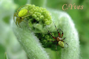 Araniella cucurbitina : couple.