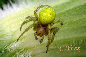 Araniella cucurbitina, la femelle.