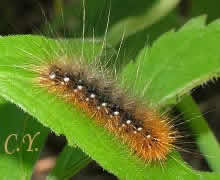 Arctia caja, chenille.