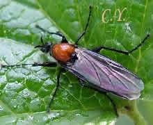 Bibion des jardins Bibio hortulanus.
