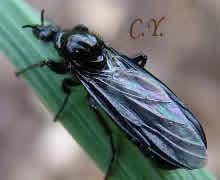 mouche de la Saint-Marc, Bibio marci.