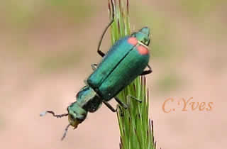 Malachius bipustulatus