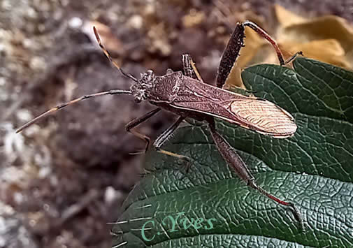 Camptopus lateralis, Alydide des genêts, Punaise des genêts, Camptope des genêts.