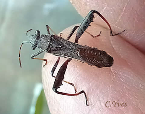 Camptopus lateralis, Alydide des genêts, Punaise des genêts, Camptope des genêts.