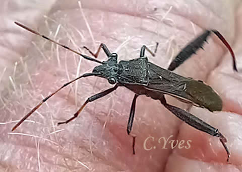 Camptopus lateralis, Alydide des genêts, Punaise des genêts, Camptope des genêts.