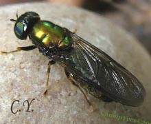 Chloromyia formosa