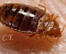 Cimex lectularius, Punaise de lit