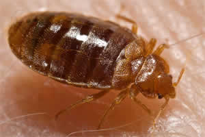Photo 2 : Imago de punaise de lit, Cimex lectularius, les punaises.