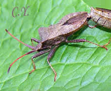 Coreus marginatus, Punaise brune