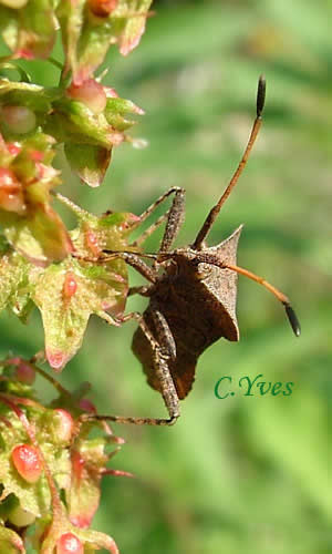 Coreus marginatus, Corée marginée