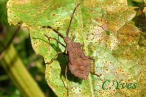 Coreus marginatus, Corée marginée