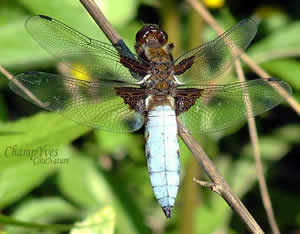 Libellula depressa