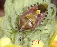 Dolycoris baccarum, Punaise des baies.