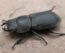 Dorcus parallelipipedus