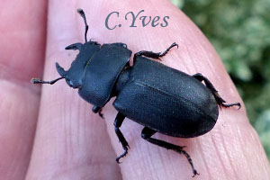 Petite biche, Dorcus parallelipipedus