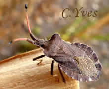 Enoplops scapha.