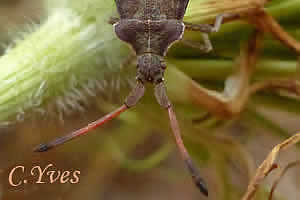 Enoplops scapha
