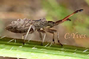 Enoplops scapha