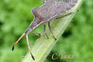 Enoplops scapha