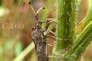 Enoplops scapha