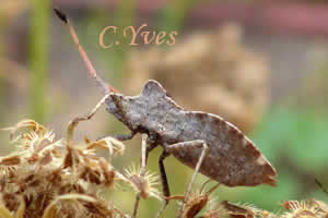 Enoplops scapha