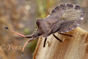 Enoplops scapha