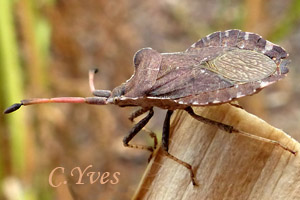 Enoplops scapha