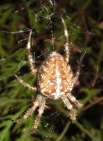 Photo 2 :Épeire diadème, Araneus diadematus